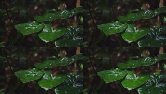慢镜头雨滴落在雨林绿叶高清在线视频素材下载