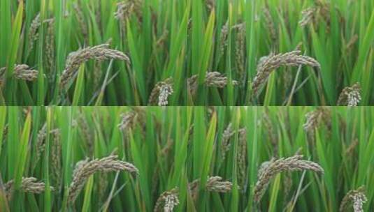 成熟水稻农作物特写高清在线视频素材下载