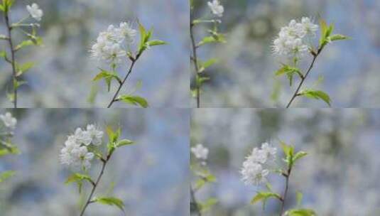 唯美的白色樱花高清在线视频素材下载
