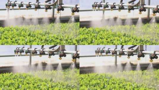 喷淋 育苗 自动化农业大棚高清在线视频素材下载