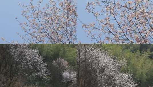 山里樱花野樱花山樱花盛开高清在线视频素材下载