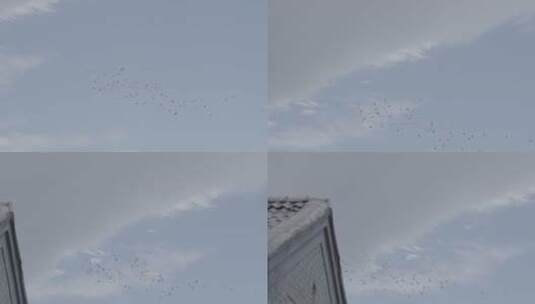 鸽子飞翔 鸽子空镜头高清在线视频素材下载
