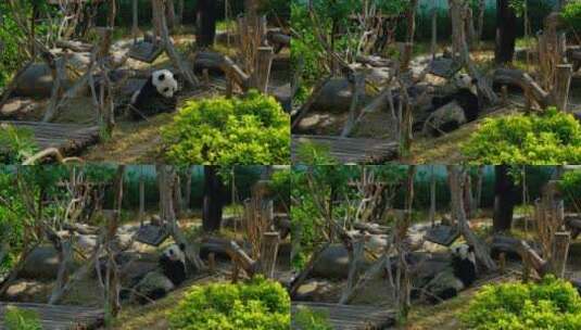 动物园的大熊猫高清在线视频素材下载
