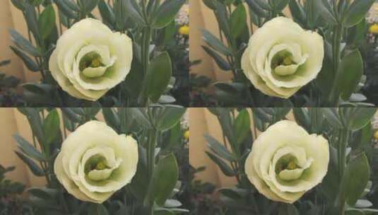 美丽的白玫瑰高清在线视频素材下载
