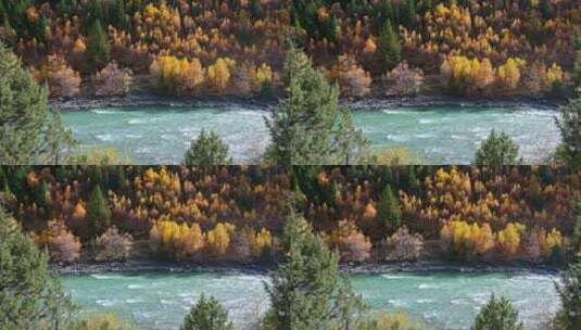 川西秋天金黄色的山林和小河高清在线视频素材下载