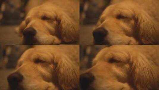 睡觉的狗狗高清在线视频素材下载