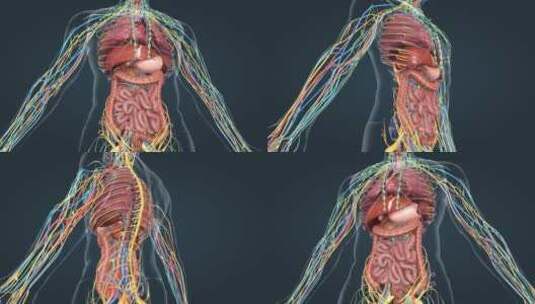 医学 人体 器官 内分泌 医学人体动画高清在线视频素材下载