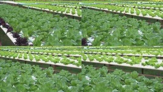 蔬菜大棚里种植的水培蔬菜高清在线视频素材下载