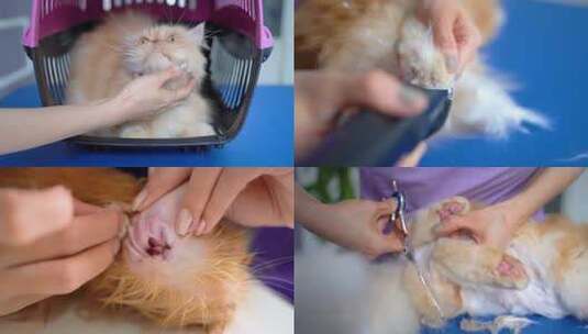 4K宠物店宠物医院橘猫洗澡剪指甲剪毛护理高清在线视频素材下载