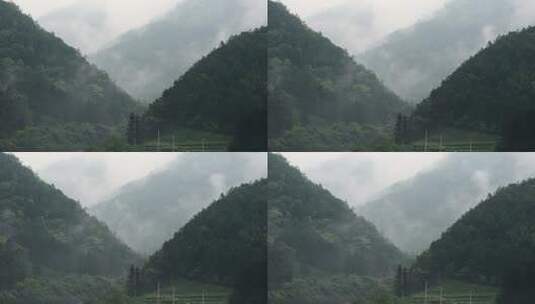 【4K】桐木森林云雾缭绕高清在线视频素材下载