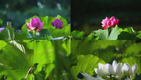 荷花莲叶芦苇波涛夕阳高清在线视频素材下载