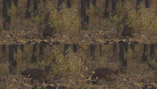 H秋季林间野猪拱土高清在线视频素材下载