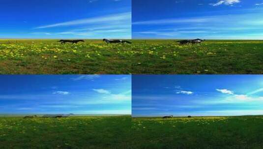 竖版-草原上奔跑的马高清在线视频素材下载