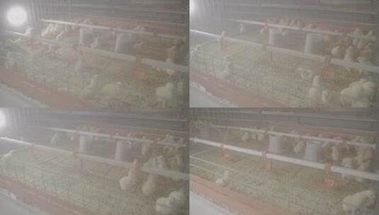 养殖业孵化育雏鸡蛋孵化小鸡LOG高清在线视频素材下载