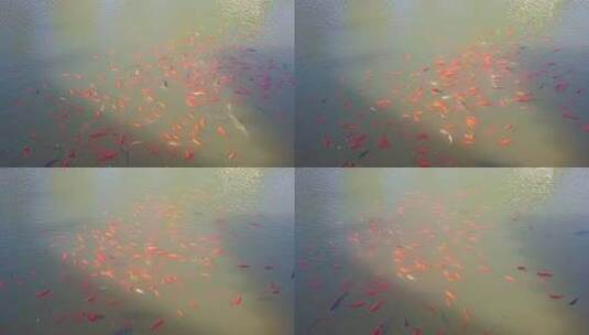 唯美锦鲤戏水 园林景观空镜高清在线视频素材下载