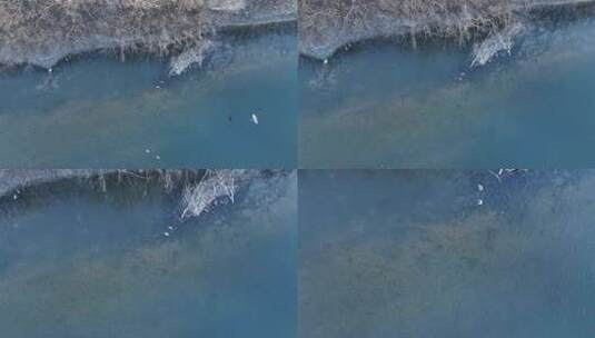 俯拍水中觅食的绿头鸭站岗的苍鹭高清在线视频素材下载