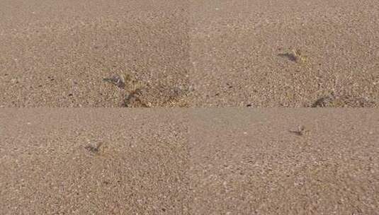 一只螃蟹在海滩上散步。高清在线视频素材下载