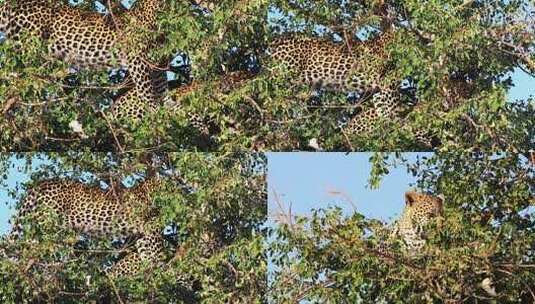 野生豹在树上美洲豹猎豹猛兽休息捕食高清在线视频素材下载