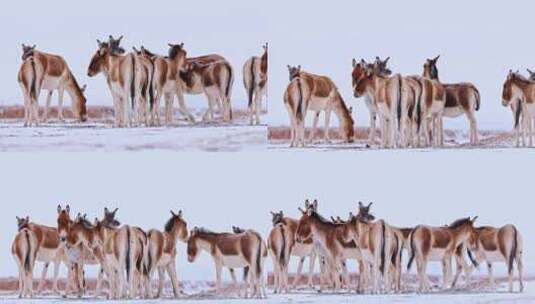 4K高清实拍高原野生动物毛驴高清在线视频素材下载
