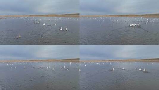航拍天鹅迁徙途中歇脚在呼伦贝尔草原湿地高清在线视频素材下载