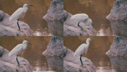 湖边石头上的白鹭高清在线视频素材下载