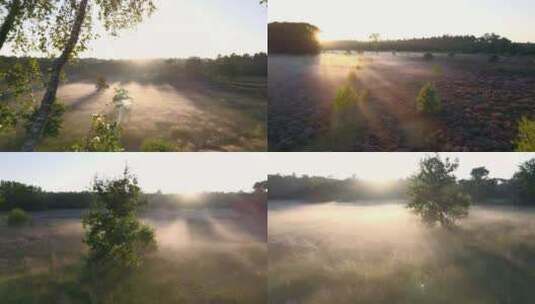 唯美清晨雾气森林阳光穿过树林迷雾丁达尔光高清在线视频素材下载