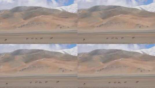 阿里地区藏野驴群高清在线视频素材下载