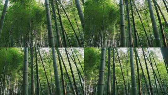 蜀南竹海竹林风景高清在线视频素材下载