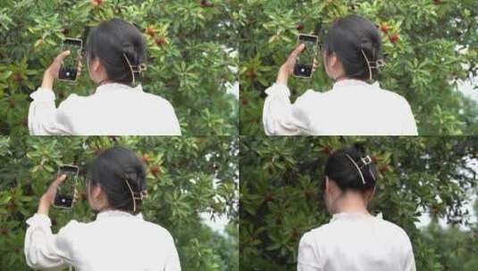 4K少女杨梅园拍照意境实拍视频高清在线视频素材下载
