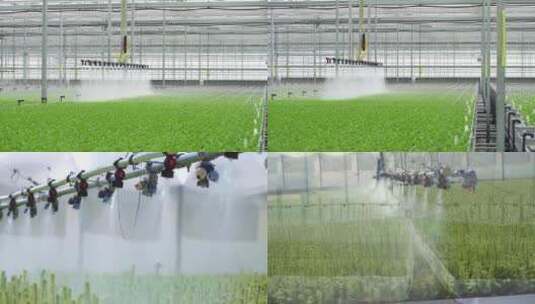 现代农业大棚自动洒水喷灌高清在线视频素材下载