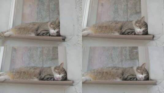窗台上休息的猫咪高清在线视频素材下载