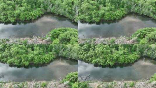 湿地河流树林水鸟高清在线视频素材下载