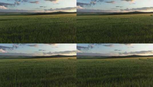 航拍丘陵山区小麦地田野风景高清在线视频素材下载