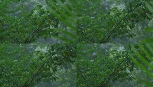 树林 下雨 雨季 树叶 树枝高清在线视频素材下载
