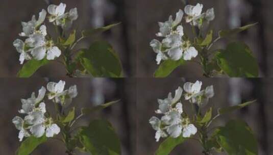 春天树枝上盛开的梨花高清在线视频素材下载