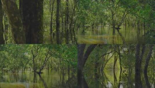 树木 河塘 湖面高清在线视频素材下载