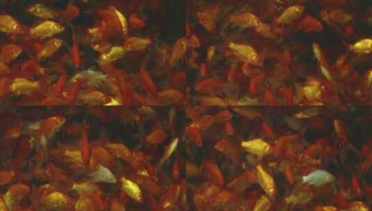 花鸟市场水族箱里游动的金鱼高清在线视频素材下载