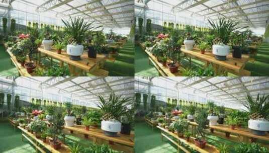 园艺公司农业大棚盆栽植物高清在线视频素材下载