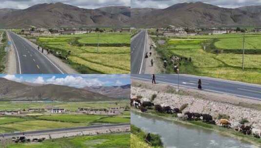 航拍西藏日喀则萨拉县沿路牛群风光高清在线视频素材下载