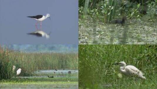 沼泽湖泊水鸟栖息地自然美景高清在线视频素材下载