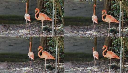 动物园的火烈鸟8k实拍高清在线视频素材下载