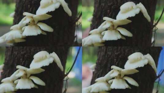 野生蘑菇高清在线视频素材下载
