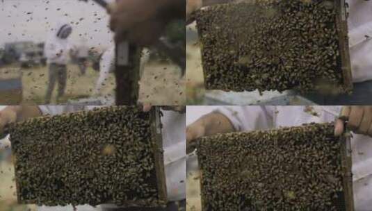 蜜蜂养殖高清在线视频素材下载