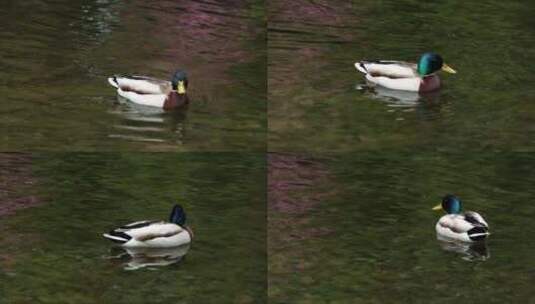 湖面的鸭子高清在线视频素材下载