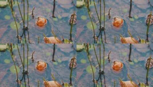 池塘里的田螺高清在线视频素材下载