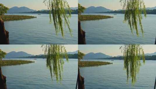 晴朗天气下的西湖垂柳与湖光山色高清在线视频素材下载