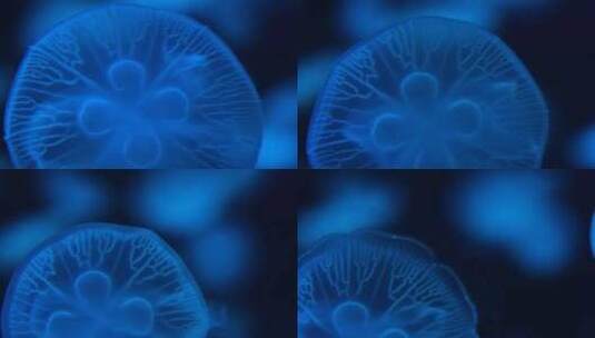 海洋生物水母游动高清在线视频素材下载