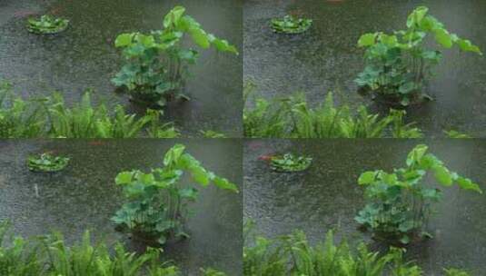 雨中的园林池子实拍高清在线视频素材下载