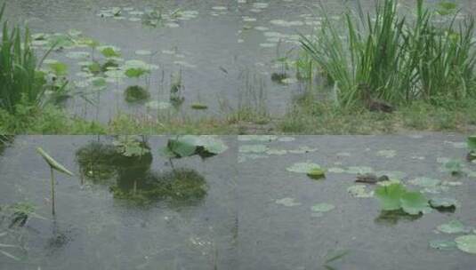 下雨的夏天公园高清在线视频素材下载