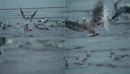 海鸥在天津渤海湾高清在线视频素材下载